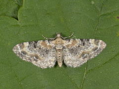 Revebjelledvergmåler (Eupithecia pulchellata)