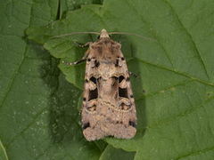 Triangelbakkefly (Xestia triangulum)