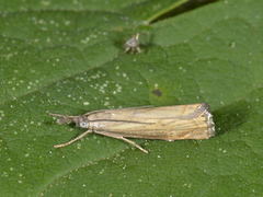 Garden Grass-veneer (Chrysoteuchia culmella)