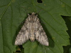 Grått hakefly (Polia nebulosa)