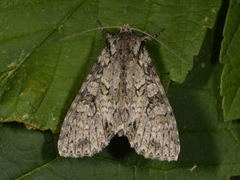 Grey Arches (Polia nebulosa)