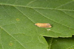 Red Piercer (Lathronympha strigana)