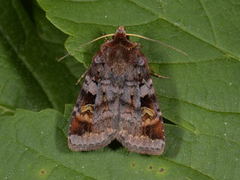 Purple Clay (Diarsia brunnea)