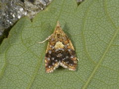 Yellow-spot Tortrix (Pseudargyrotoza conwagana)