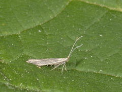 Common Rush Case-bearer (Coleophora alticolella)