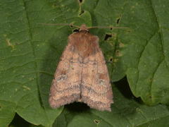 Fen Square-spot (Diarsia florida)