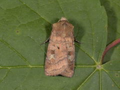 Fen Square-spot (Diarsia florida)