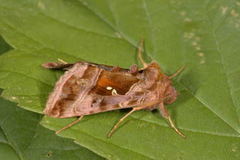 Rødbrunt metallfly (Autographa jota)