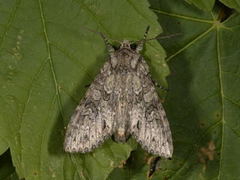 Grått hakefly (Polia nebulosa)