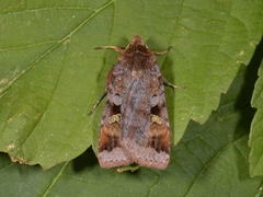 Purple Clay (Diarsia brunnea)