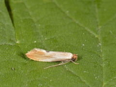 Rødgul reirmøll (Tinea semifulvella)