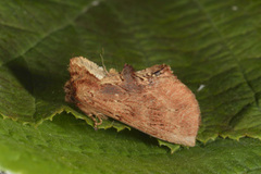 Coxcomb Prominent (Ptilodon capucina)