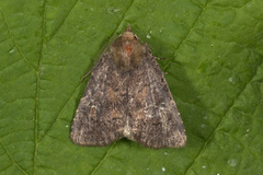 Skyggefly (Rusina ferruginea)