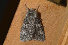 Ospekveldfly (Acronicta megacephala)