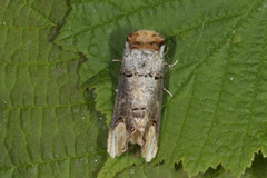 Buff-tip (Phalera bucephala)