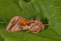 Rødbrunt metallfly (Autographa jota)