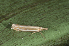 Grass-veneer (Crambus pascuella)