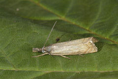 Garden Grass-veneer (Chrysoteuchia culmella)