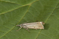 Garden Grass-veneer (Chrysoteuchia culmella)