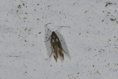 Pale Feathered Bright (Incurvaria pectinea)