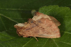 Coxcomb Prominent (Ptilodon capucina)