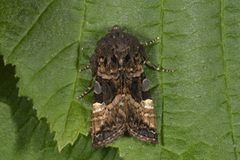 Small Angle Shades (Euplexia lucipara)