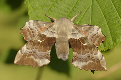 Poplar Hawk-moth (Laothoe populi)
