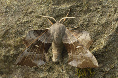Poplar Hawk-moth (Laothoe populi)