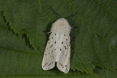 White Ermine (Spilosoma lubricipeda)