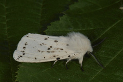White Ermine (Spilosoma lubricipeda)