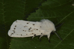 Punkttigerspinner (Spilosoma lubricipeda)