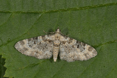 Revebjelledvergmåler (Eupithecia pulchellata)