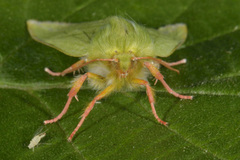 Rødfrynset båtfly (Pseudoips prasinana)