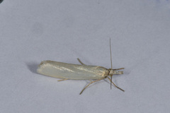 Yellow Satin Veneer (Crambus perlella)