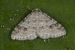 Welsh Wave (Venusia cambrica)