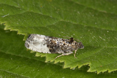 Marbled Orchard Tortrix (Hedya nubiferana)
