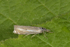 Hook-streaked Grass-Veneer (Crambus lathoniellus)