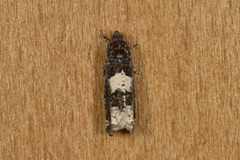 Square-barred Bell (Epinotia tetraquetrana)