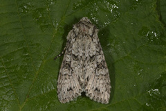 Grey Arches (Polia nebulosa)