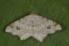 Peacock Moth (Macaria notata)