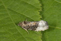 Marbled Orchard Tortrix (Hedya nubiferana)
