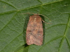 Fen Square-spot (Diarsia florida)