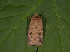 Fen Square-spot (Diarsia florida)