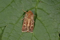 Antler Moth (Cerapteryx graminis)