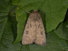 Double Dart (Graphiphora augur)
