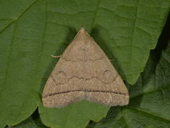 Gråbrunt viftefly (Herminia tarsipennalis)