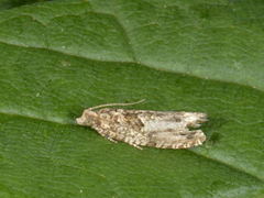 Nut Bud Moth (Epinotia tenerana)