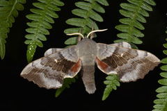 Poplar Hawk-moth (Laothoe populi)