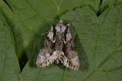 The Saxon (Hyppa rectilinea)