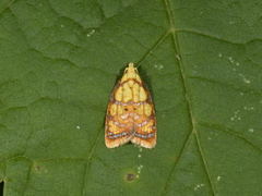 Yellow Rose Button (Acleris bergmanniana)